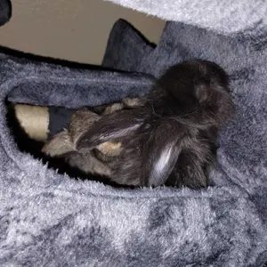 【Valentine Gift】Yaheetech 54"/57''/63"/79"/82" Cat Tree Multilevel Cat Tower with 2 Condos & Dangling Ball & Round Platform & Ladder