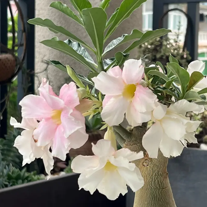Adenium Obesum Desert Rose Bare Root Plant - Tropical Ornamental Flowering Plant with Caudex, Ideal for Container Gardening (Home Improvement Garden Supplies)