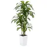 VeriNatural 5/6FT Artificial Dracaena Tree UV Resistant with Black Taper Planter for Indoor & Outdoor(VN127-H)【SummerVibes】
