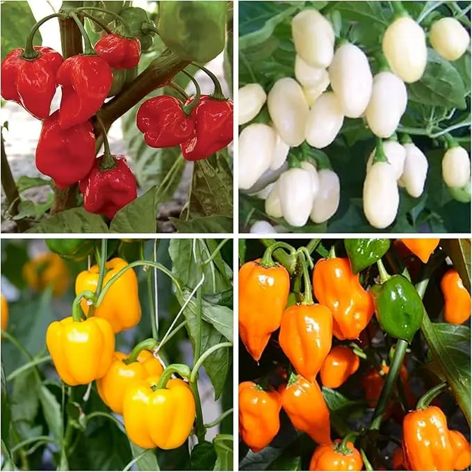 Burpee Mini Habanero Pepper Seed for Planting - 300+ Exotic Peruvian Pepper Seeds in Your Home Vegetable Garden Glossy Black Green Zucchini Seeds Easy to Grow with Early Harvest