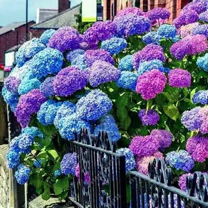Mixed Color Hydrangea Seeds (200pcs) – Stunning Perennial Blooms for a Colorful and Elegant Garden