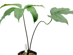 Anthurium eminens type (seedling)