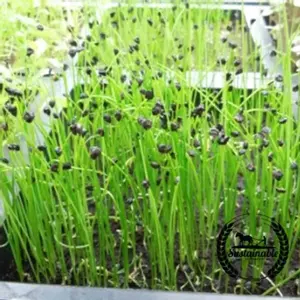 Onion (Organic) - Microgreens Seeds