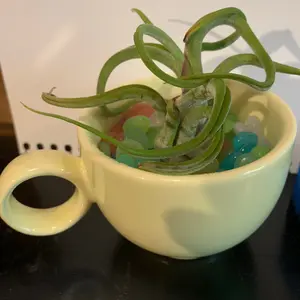 Epoxy planters with Air Plants