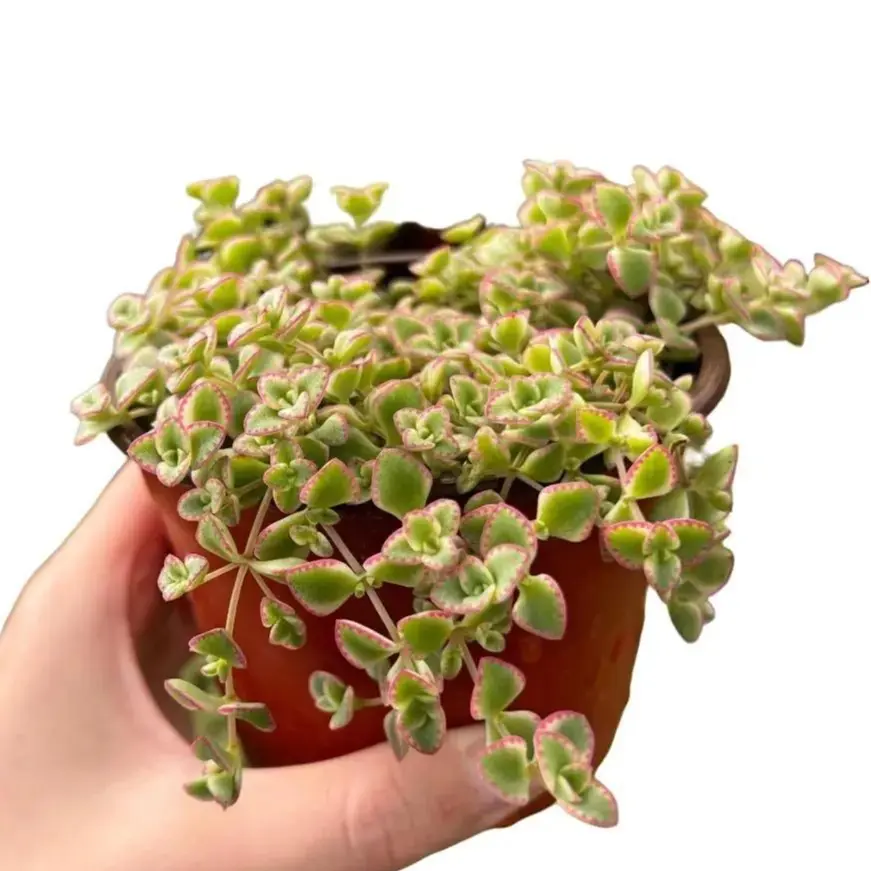 Variegated Sedum 'Little Missy' - Live Trailing Succulent in 4" Pot