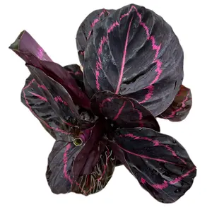 Calathea Dottie