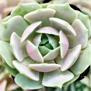 4” Echeveria 'Lola’ Succulent