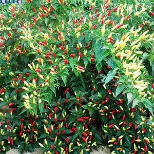 ANGKOR SUNRISE, Hot Pepper Seeds, (Capsicum frutescens)