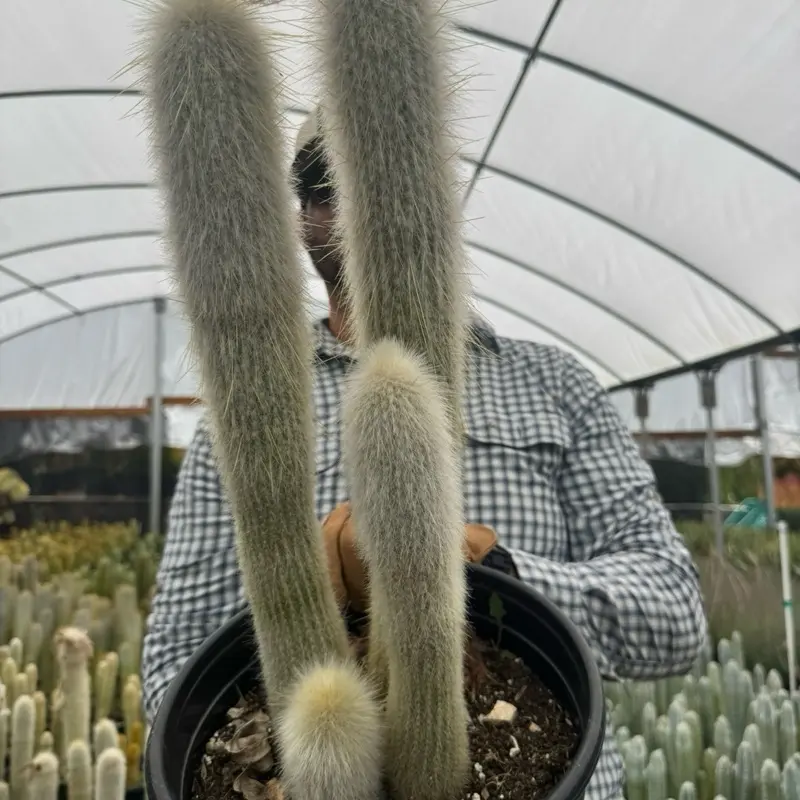 Cliestocactus Straussi 3 plants per pot Ships Bare Roots