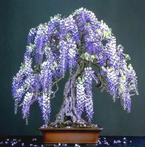 5 Chinese Blue Wisteria sinensis Tree Seeds Fast Climber Flower Vine Hardy Plant