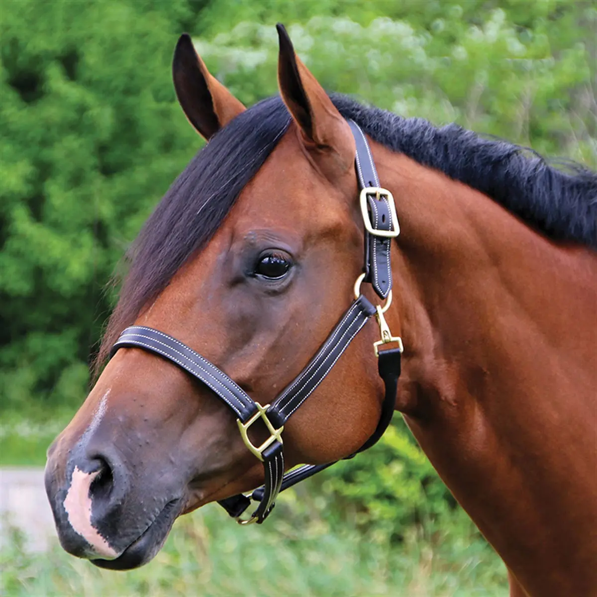 Billy Royal Keeneland Deluxe Leather Halter for Farm Animals, Snap Closure, Double-Adjustable Crown, Fixed Ring, Non-Adjustable Curb, Durable for Everyday Use