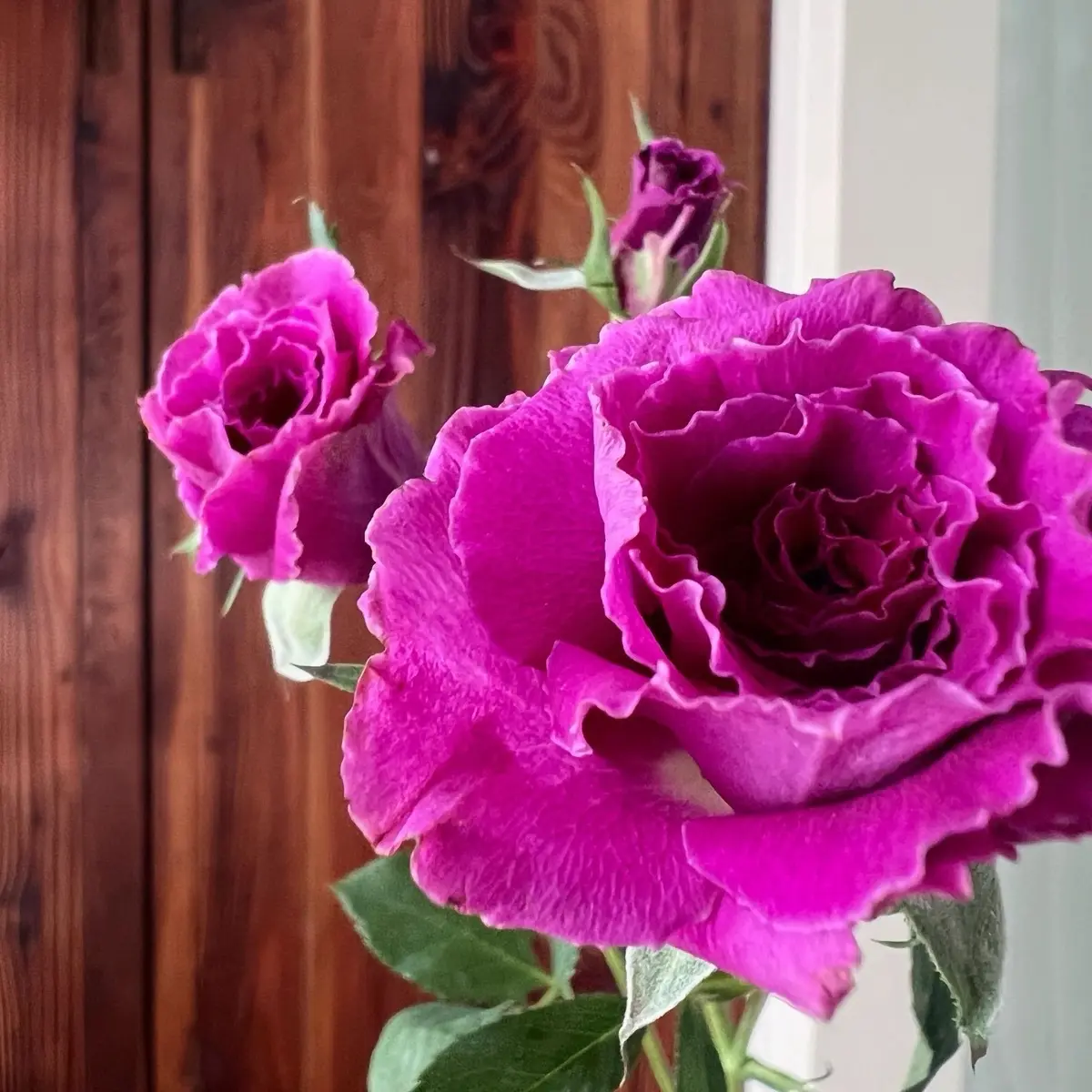 Rose[Ramukan|ラムカン] - Rare Japanese Cutting Rose| 1.5 Gallon