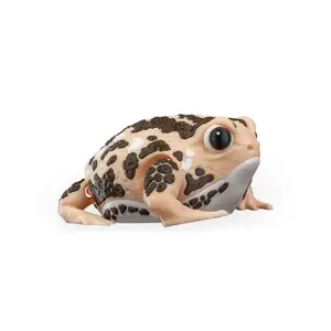 Humphrey the Rain Frog