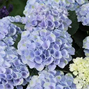 Elizabeth Ashley Hydrangea