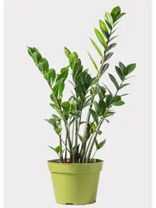 Zamioculcas Zamiifolia - ZZ Plant