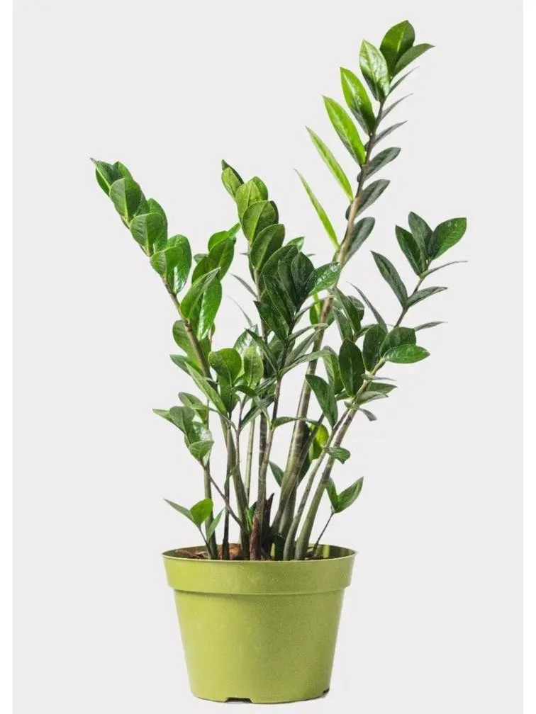 Zamioculcas Zamiifolia - ZZ Plant