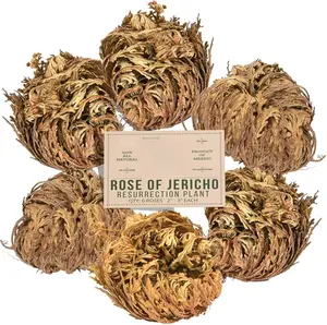 Yerbero 6 Pack Big Rose of Jericho Dried Flower, Selaginella Lepidophylla Resurrection Plant, Jumbo Size Natural Dried Botanical Roses 2.5’’–3.5’’, Decorative Dried Plants for Home Display, Bowls and Traditional Botanical Use