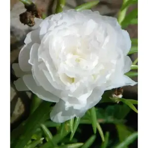 PORTULACA Moss rose DOUBLE White , Great In Containers !