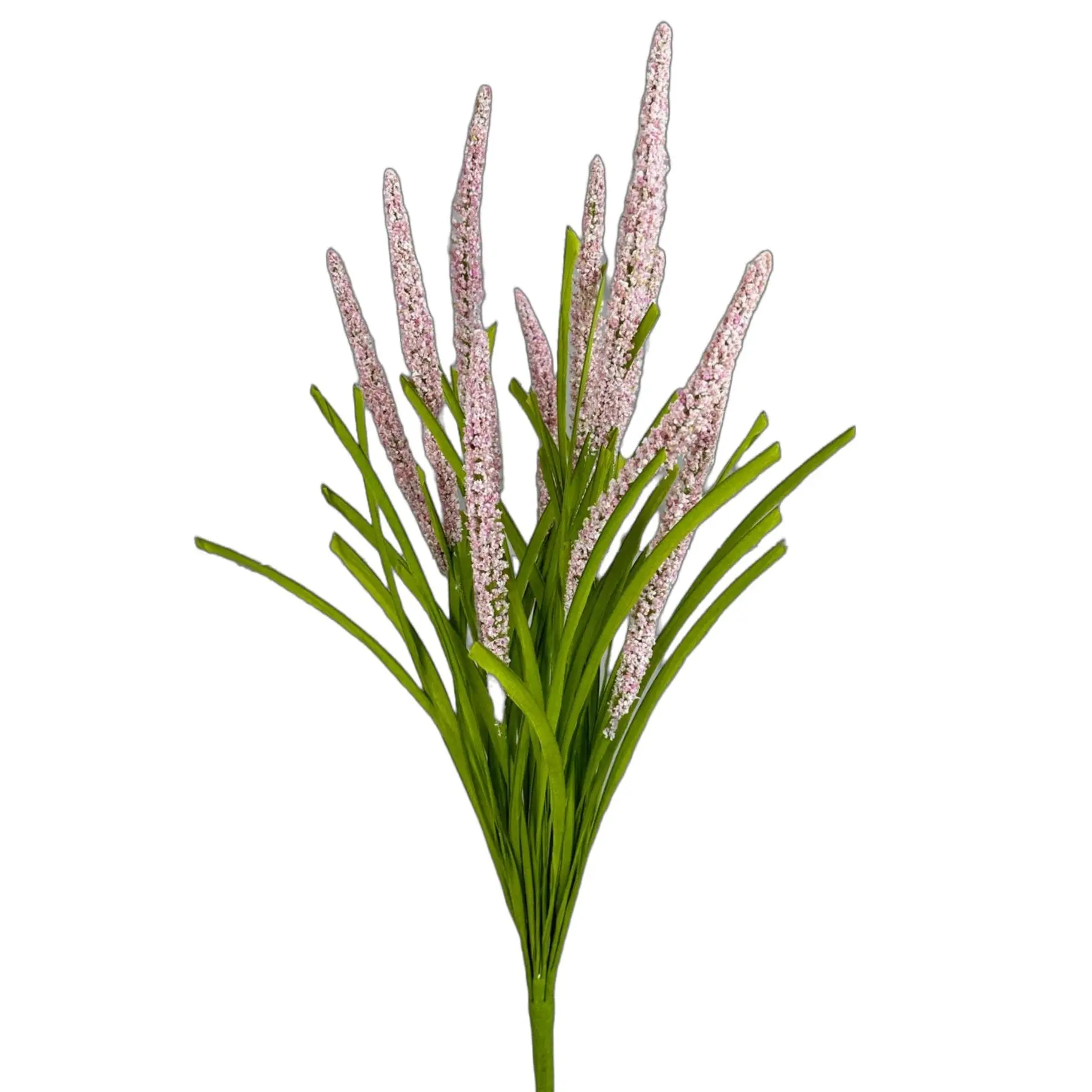 Pink Foxtail Bush