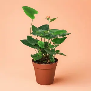 Fern Heart – Indoor Live Plant, Small, Glossy Green Heart-Shaped Leathery Leaves, Perfect Gift for Plant Lovers, Easy Caring & Pet Safe, Bright Light Houseplants