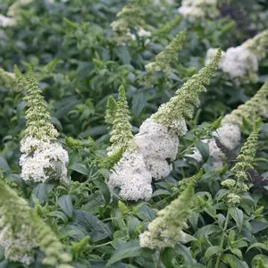 BUDDLEIA 'PUGSTER WHITE'®  G3 PW