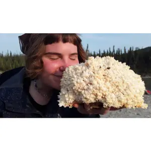 Lion's Mane Mushroom Grow Kit (H. erinaceus) Fresh Inoculated Kit Lion's Mane Mushroom Grow Kit (H. erinaceus) Fresh Inoculated Kit