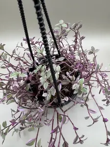 Pink Panther Tradescantia | 4 Inch Pot | House Plant | Live Plant | Decoration