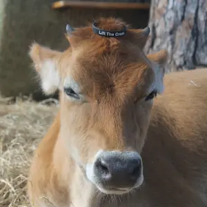 Carry the Message Bracelet