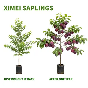 Prune Plum Tree Seedling Sweet American Plum Tree Seedlings for Planting – Well-Rooted 1-Year-Old Trees , Easy-to-Grow Fruit Trees for Home Gardens, Backyard Orchards, and Fresh Plum Harvests