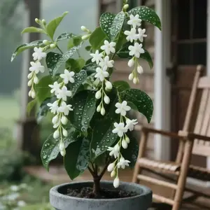 Rare Weeping Jasmine Seeds | A fragrant climbing vine for gardens and patios | An easy-to-grow flowering plant