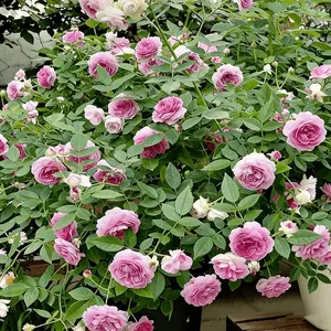 Rose seedlings, neat flowers for flower arrangement, long vase shelf life, exclusive rose seedlings specially created for floral art