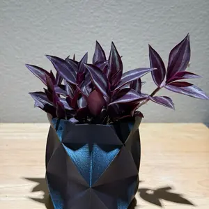 Wandering Jews in geometric pot