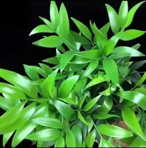 Lucky Bamboo Cypress Seeds for Planting – Live Indoor Bamboo Houseplants for Home & Office Décor – Easy to Grow Low Light Green Plant with Feng Shui Good Luck Energy – Air Purifying, Stress Relief, Beginner Friendly and Perfect Gift Idea