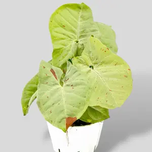 Syngonium Milk Confetti - 4” Low Maintenance Colorful House Plant - Pet Safe