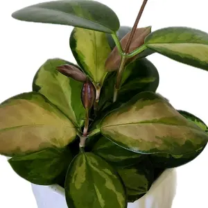 4" Hoya Australis 'Lisa' Variegated Foliage Hanging Plant in Green Pink and White - Easy Care Indoor Plant for Collectors and Plant Enthusiasts