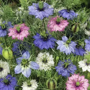 100 Mixed Color Seeds  Annual Love in A Mist Blue Nigella Damascena for Planting