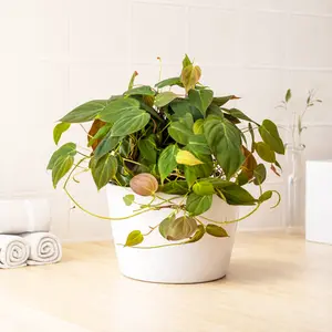 Philodendron 'Velvet' - Philodendron Micans