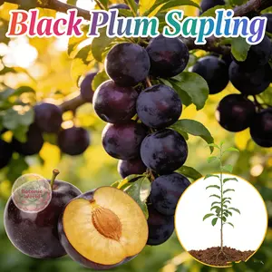 Garden black plum seedlings - high-yielding fruit tree, fruity purple plums, soil-resistant and root-resistant, cold-resistant and drought-resistant, suitable for family use, can be potted on the courtyard balcony