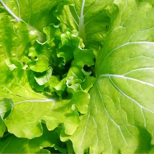 Organic Tokyo Bekana Mustard Chinese Cabbage Seeds (Brassica rapa pekinensis) – Tender, crisp leaves – Ideal for salads, stir-fries, and pickling.