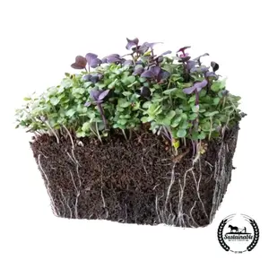 Superfood Mix - Microgreens Seeds (Organic)