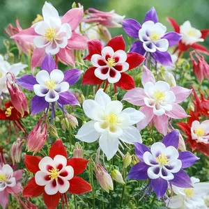 Columbine McKana Giants easy-to-grow flower seed, Colorful Perennial Aquilegia for Bee & Hummingbird Friendly Gardens
