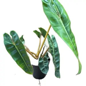 Philodendron Billietiae, Vibrant Tropical Houseplant for Home Improvement & Garden Supplies, Vibrant Tropical Plants