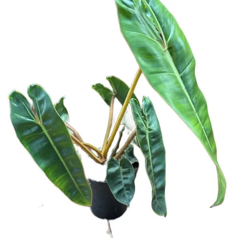 snow white pothos Snow Queen Pothos Plant
