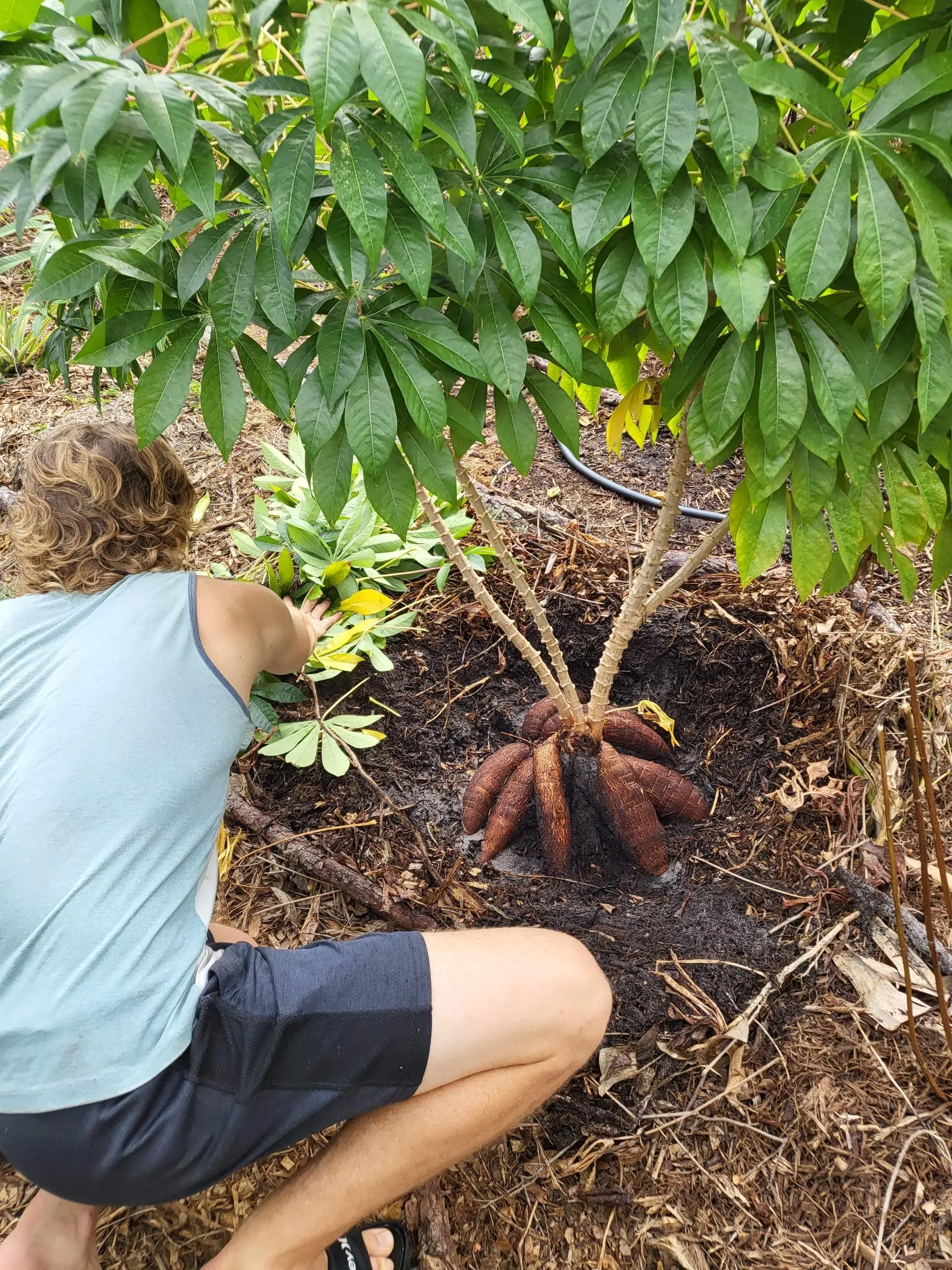 Yuca (Cassava) Cuttings