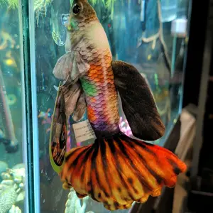 Polychrome Guppy Plush