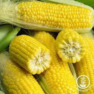 Corn Seeds - Golden Bantam 8