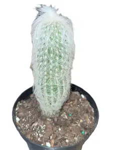 Old Man Cactus 4' Cephalocereus senilis Durable Versatile 4 Tall Cactus for Garden or Collection