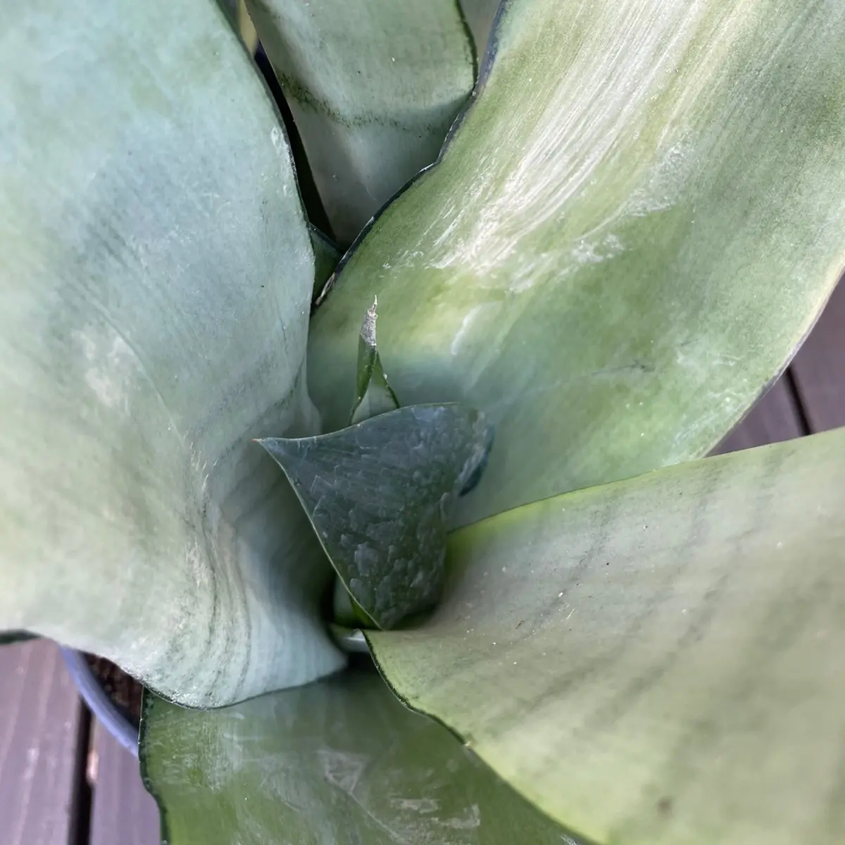 Sansevieria Moonshine