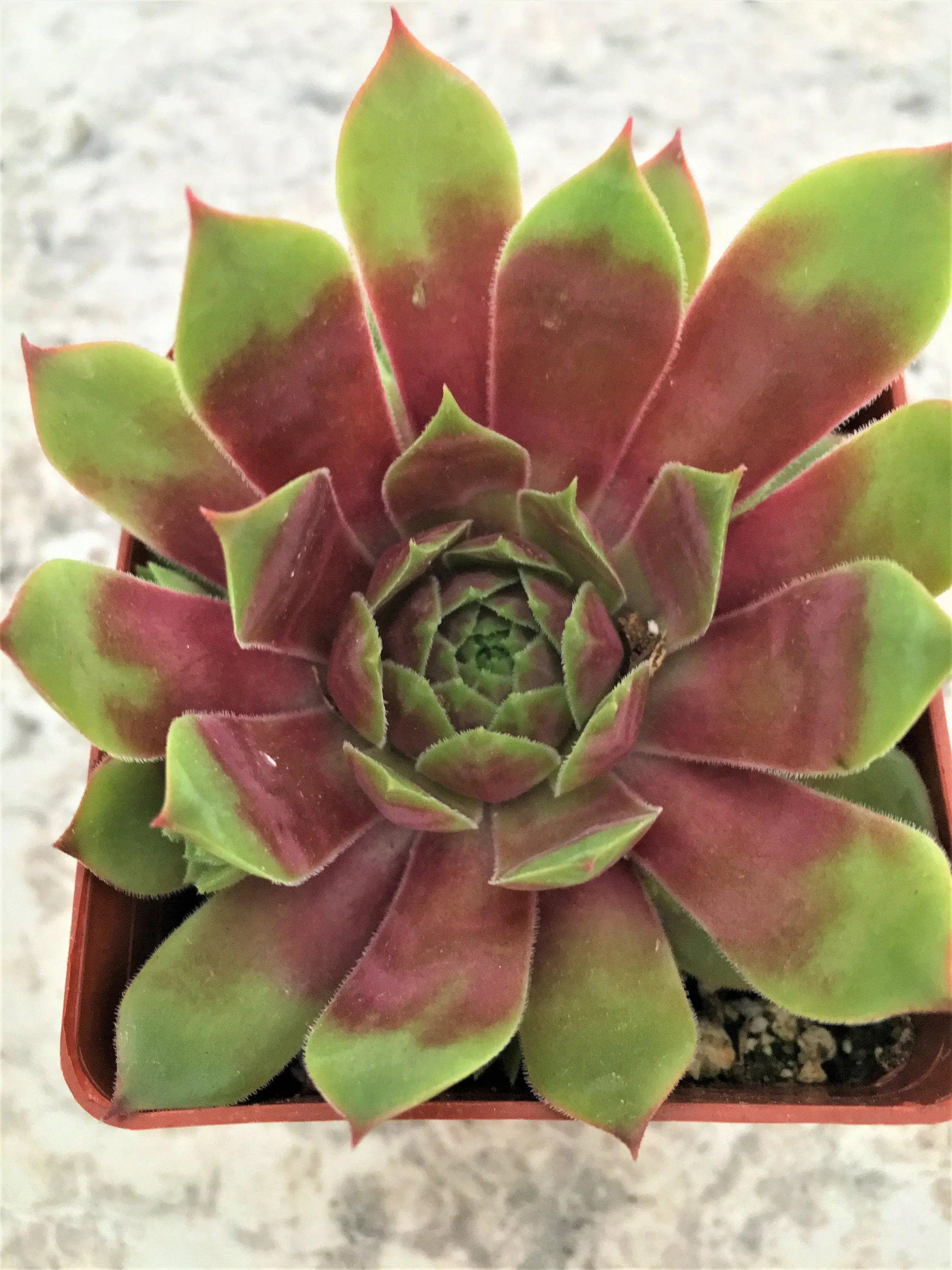 Hopewell Sempervivum Hens & Chicks Succulent - 4" pot