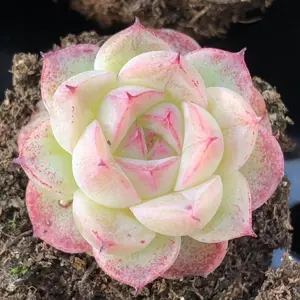 10 Rare succulent seeds, Echeveria  Star Ruby seeds
